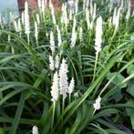 Liriope muscari ' Monroe White,, Tuin en Terras, Planten | Tuinplanten, Ophalen, Bodembedekkers, Vaste plant, Halfschaduw