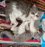 Britse langhaar kittens, Dieren en Toebehoren, Katten en Kittens | Raskatten | Langhaar, 0 tot 2 jaar, Ontwormd, Poes