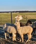 Alpaca merries, Dieren en Toebehoren, Overige Dieren, April, Meerdere dieren