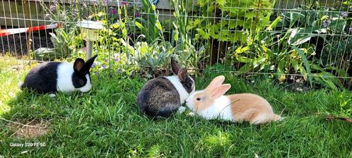 Tekoop leuke jonge konijntjes, Dieren en Toebehoren, Konijnen, Dwerg, Meerdere dieren, 0 tot 2 jaar
