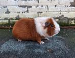 Te koop, een cavia beertje rexbeharing roodbont., Dieren en Toebehoren, Knaagdieren, Cavia, Mannelijk, Mei, Tam