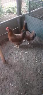 Kippen te koop., Dieren en Toebehoren, Pluimvee, Vrouwelijk, Kip