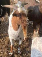 Dwerggeit Dekbok, Dieren en Toebehoren, Schapen, Geiten en Varkens, Vrouwelijk, Geit
