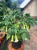 Brugmansia Engelentrompet, Ophalen, Overige soorten, Volle zon