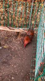 Welsumer Kevin sellers Haan, Dieren en Toebehoren, Pluimvee, Mannelijk, Kip