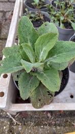 Vingerhoedskruid Digitalis purpurea (wit roze paars), Ophalen