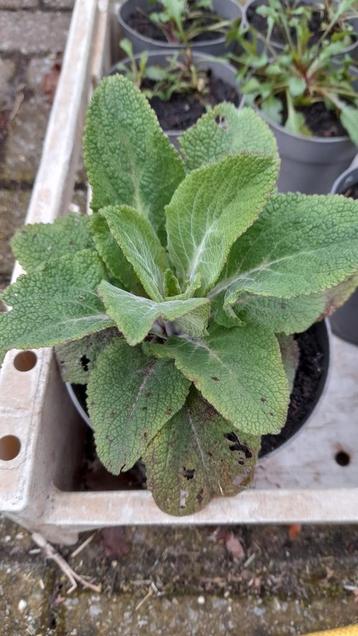 Vingerhoedskruid Digitalis purpurea (wit roze paars)