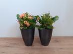 Gratis* 2x kalanchoë kamerplant, Huis en Inrichting, Overige soorten, Ophalen of Verzenden, In pot, Minder dan 100 cm