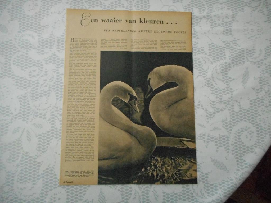 Zeist. Vogelfokkers Duyzend. Exotisch. 1950., Ophalen of Verzenden, 1940 tot 1960, Nederland, Knipsel(s)
