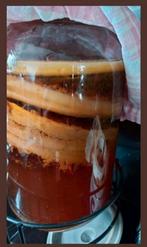Kombucha scoby, Ophalen of Verzenden