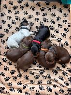 Puppys te koop 3/4 engelse cocker spaniel 1/4 Boerenfox, Dieren en Toebehoren, Honden | Retrievers, Spaniëls en Waterhonden, 8 tot 15 weken