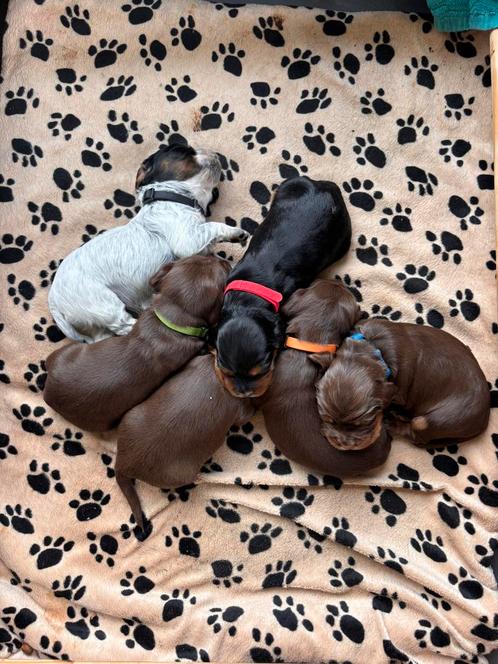 Puppys te koop 3/4 engelse cocker spaniel 1/4 Boerenfox, Dieren en Toebehoren, Honden | Retrievers, Spaniëls en Waterhonden, Meerdere dieren