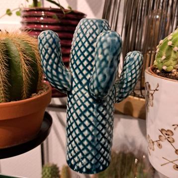 Cactus van Strawberry & Applepie beschikbaar voor biedingen