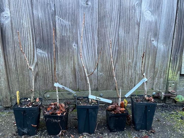 Jostabes ‘Ribes × nidigrolaria’, Tuin en Terras, Planten | Fruitbomen, Overige soorten, Minder dan 100 cm, Zomer, In pot, Ophalen of Verzenden