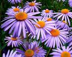 Aster ageratoides 'Asran' - Herfstaster, Tuin en Terras, Planten | Tuinplanten, Ophalen of Verzenden, Zomer, Overige soorten, Halfschaduw