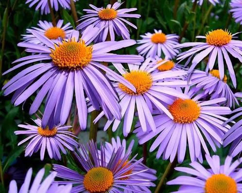 Aster ageratoides 'Asran' - Herfstaster, Tuin en Terras, Planten | Tuinplanten, Overige soorten, Halfschaduw, Zomer, Ophalen of Verzenden