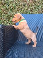 Kruising Corgi X Jackrussel pups, Dieren en Toebehoren, Honden | Jack Russells en Terriërs, Jack Russell Terriër, 8 tot 15 weken