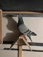 Kweek duivin, Dieren en Toebehoren, Vogels | Duiven, Vrouwelijk, Postduif