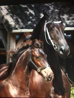 Fries hengstveulen Markus x Tsjalke, Minder dan 160 cm, Niet van toepassing, Dressuurpaard, 0 tot 2 jaar