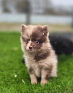 Te koop mooie merle Dwerg kees puppies (pomeriaan), Nederland, Keeshond, CDV (hondenziekte), 8 tot 15 weken