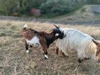 Dekbokje Nederlandse Landgeit, Dieren en Toebehoren, Schapen, Geiten en Varkens, Mannelijk, Geit