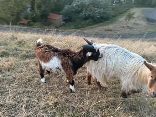 Dekbokje Nederlandse Landgeit, Dieren en Toebehoren, Schapen, Geiten en Varkens, Geit, Mannelijk