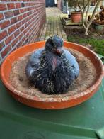 Kruising balear/canaria, Mannelijk, Kropper