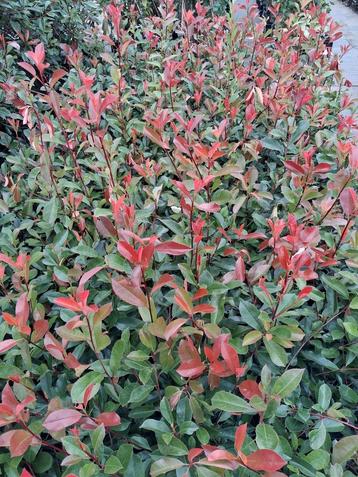 Photinia fraseri red Robin, glansmispel 50cm €3,50 pst  beschikbaar voor biedingen