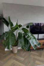 Bananenplant te koop, Huis en Inrichting, Ophalen, 100 tot 150 cm, Overige soorten, Volle zon