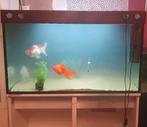 Aquarium 110 x 50 x 60 300 liter met toebehoren, Dieren en Toebehoren, Vissen | Aquaria en Toebehoren, Ophalen, Zo goed als nieuw