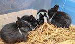Jonge Kleurdwerg Konijntjes Te Reserveren, Dieren en Toebehoren, Konijnen, Meerdere dieren, Dwerg, 0 tot 2 jaar