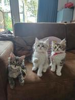 Ragdoll met Nebelung kittens, mogen het nest verlaten., Dieren en Toebehoren, Katten en Kittens | Raskatten | Langhaar, Meerdere dieren