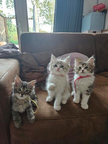 Ragdoll met Nebelung kittens, mogen het nest verlaten. beschikbaar voor biedingen
