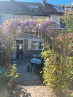 Blauwe regen/ Wisteria - boog, Ophalen, Volle zon, Overige soorten, 100 tot 250 cm