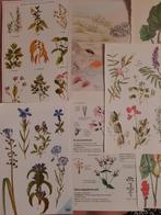9 delig botanical vintage papierpakket, Hobby en Vrije tijd, Scrapbooking, Ophalen of Verzenden, Nieuw, Papier of Karton, Overige merken