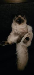 Bewezen Ragdoll dekkater (niet te koop!), 0 tot 2 jaar