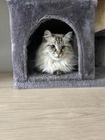 Ragdoll poes ( Zoekt nieuw gouden mandje), Dieren en Toebehoren, Katten en Kittens | Raskatten | Langhaar, Poes, Gechipt, 3 tot 5 jaar