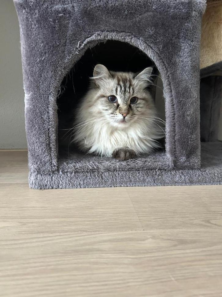 Ragdoll poes ( Zoekt nieuw gouden mandje), Dieren en Toebehoren, Katten en Kittens | Raskatten | Langhaar, Poes, 3 tot 5 jaar