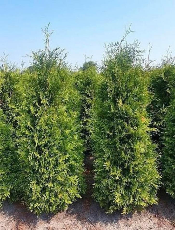 Thuja occidentalis brabant coniferen, Tuin en Terras, Planten | Struiken en Hagen, Conifeer, 100 tot 250 cm, Ophalen of Verzenden