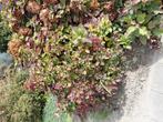 Hortensia. Groot. Roze Paars., Tuin en Terras, Planten | Tuinplanten, Ophalen, Overige soorten, Halfschaduw