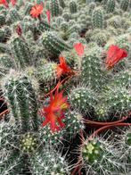 Cactus Echinocereus Klapperi in de 15 cm pot, Ophalen of Verzenden, Minder dan 100 cm, Bloeiende kamerplant, Volle zon