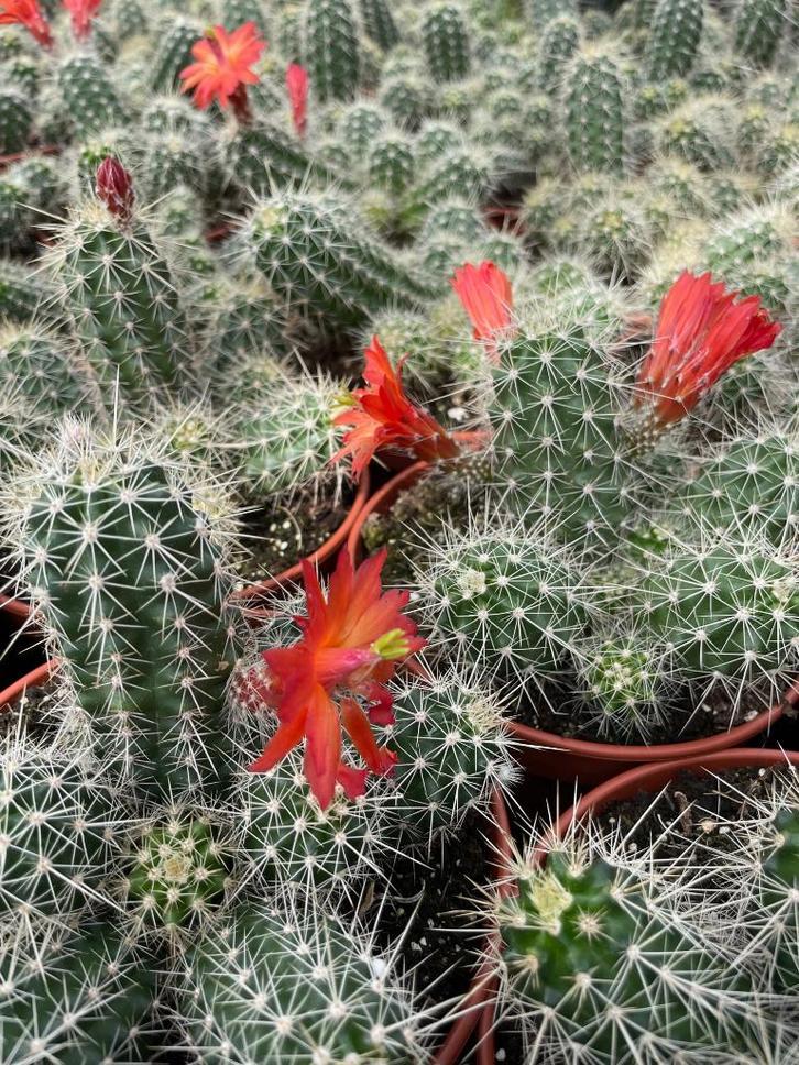 Cactus Echinocereus Klapperi in de 15 cm pot, Huis en Inrichting, Kamerplanten, Cactus, Minder dan 100 cm, Bloeiende kamerplant