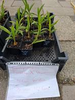 Diverse Trachycarpus zaailingen te koop!, Ophalen, Palmboom