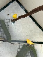 Waterslagers   Trio man en 2 poppen, Dieren en Toebehoren, Vogels | Kanaries, Meerdere dieren, Zangkanarie