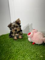 Yorkshire pups te koop, Dieren en Toebehoren, Honden | Jack Russells en Terriërs, Rabiës (hondsdolheid), Meerdere, Meerdere dieren
