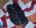 2 supermooie kittens zoeken diamanten mandje, Poes, Kortharig, 0 tot 2 jaar
