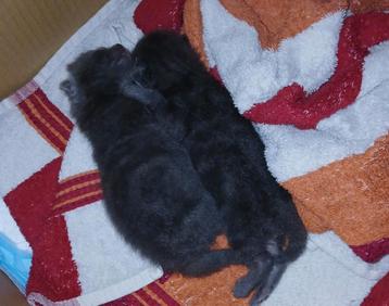 2 supermooie kittens zoeken diamanten mandje beschikbaar voor biedingen