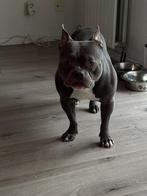Aangeboden Dek reu amerikaanse bully pocket, Reu, Eén hond, 3 tot 5 jaar, Nederland