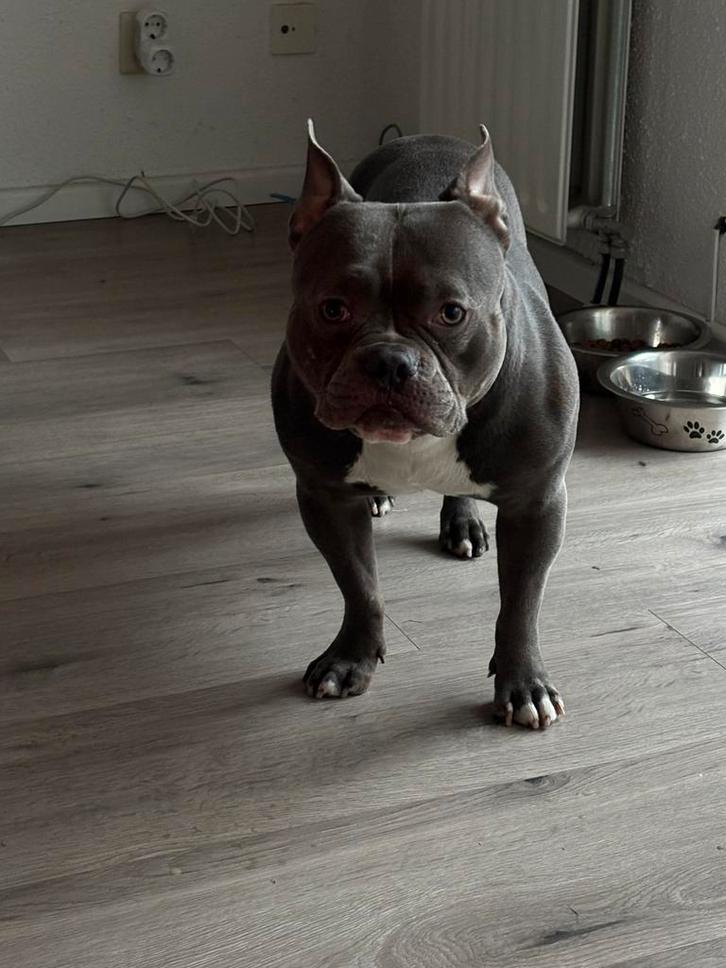 Aangeboden Dek reu amerikaanse bully pocket, Dieren en Toebehoren, Honden | Dekreuen, Reu, Particulier, Eén hond, Nederland, 3 tot 5 jaar