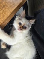 Ragdoll kittens, Dieren en Toebehoren, Katten en Kittens | Raskatten | Langhaar